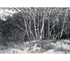 Link to "Birches and Dunes" by Barbara Pihos